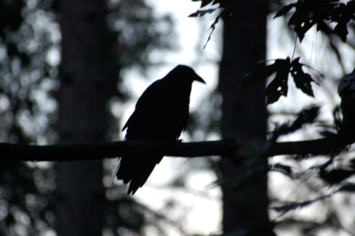 Crow-Silhouette
