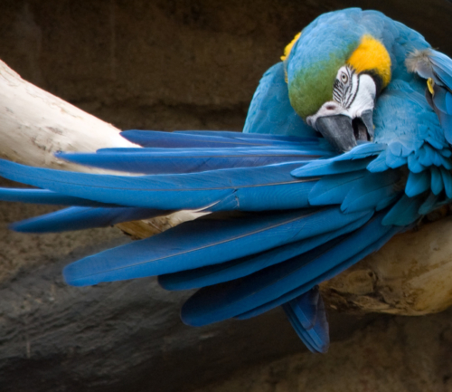 Macaw-RI