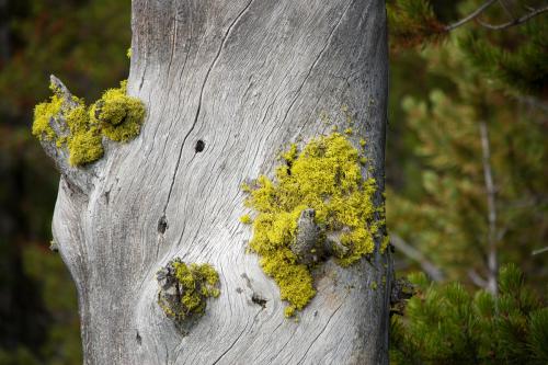 Moss